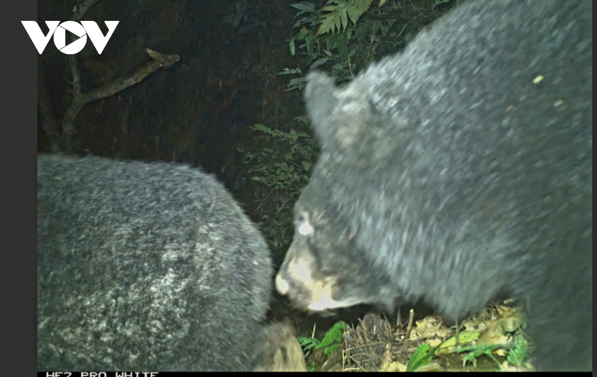 Đặt bẫy ảnh phát hiện nhiều loài động vật quý hiếm